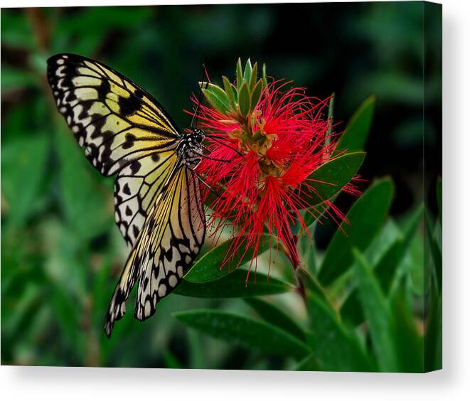 Insects Canvas Print featuring the photograph Searching for Nectar by Nick Bywater