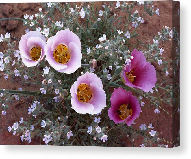 00173992 Canvas Print featuring the photograph Sego Lily Group State Flower Of Utah by Tim Fitzharris
