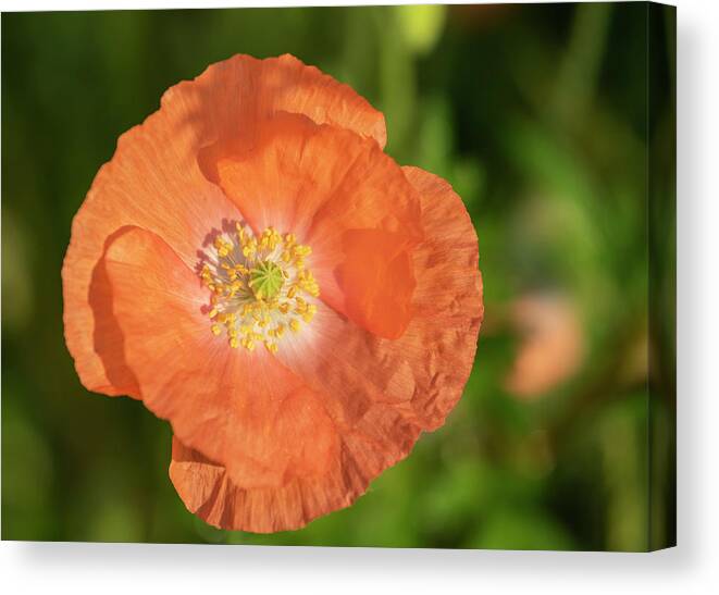 Shirley Poppy Canvas Print featuring the photograph Shirley Poppy 2018-13 by Thomas Young