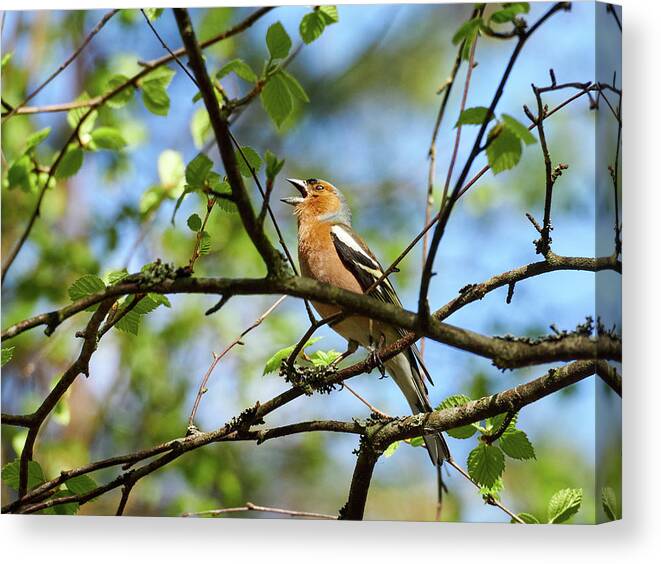 Common Chaffinch Canvas Print featuring the photograph Shout it out loud. Common chaffinch by Jouko Lehto