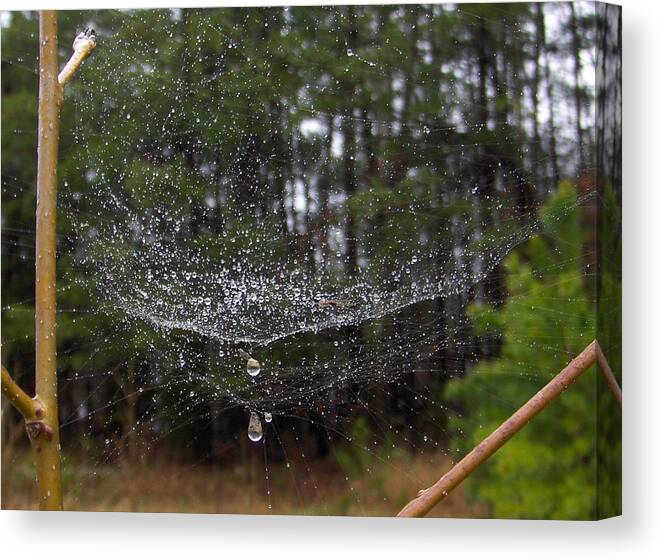 Spider Canvas Print featuring the photograph Silk And Water by Curt Curt