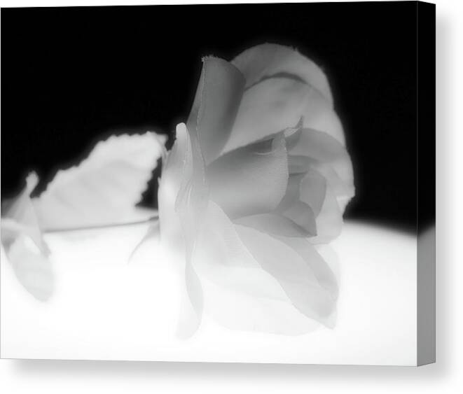 Silk Rose Canvas Print featuring the photograph Silk Rose by Tom Druin