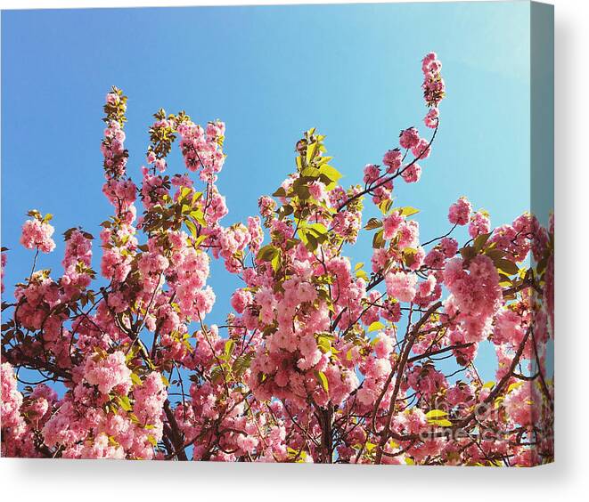 Cherry Blossoms Canvas Print featuring the photograph Sky Blooms by Onedayoneimage Photography