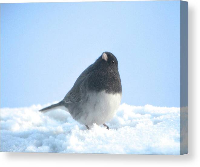  Canvas Print featuring the photograph Snow Hopping #2 by Cindy Schneider