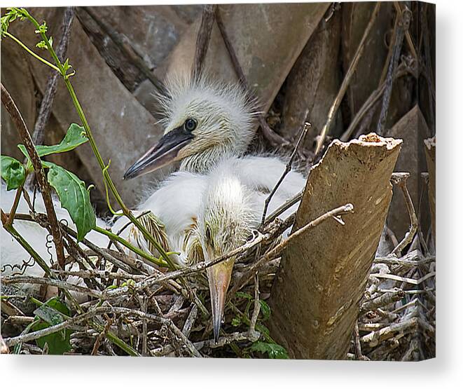 Wildlife Canvas Print featuring the photograph Snowy Egret Chick Family by Kenneth Albin