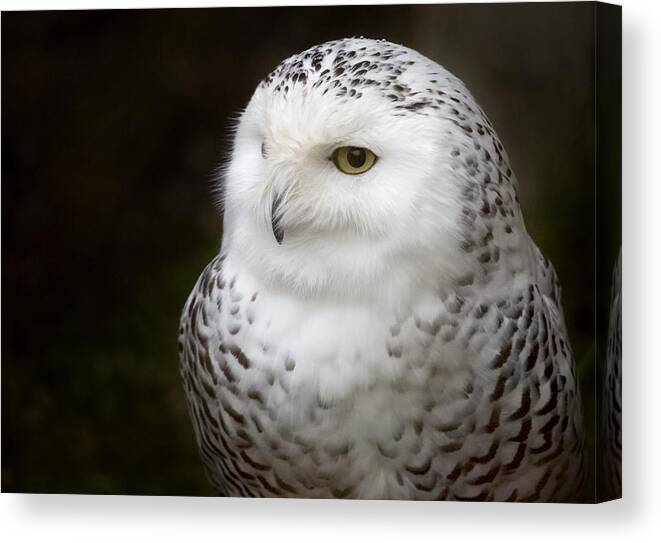Snowy Owl Canvas Print featuring the photograph Snowy by Randy Hall