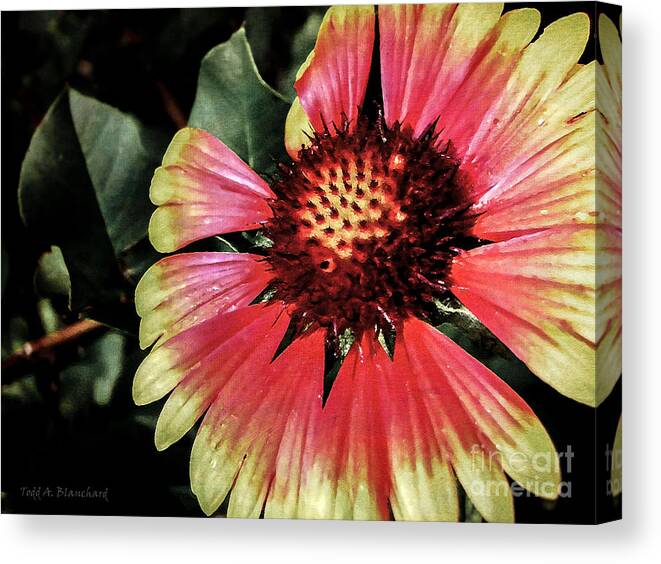 Flora Canvas Print featuring the photograph Soaking Up the Sun by Todd Blanchard