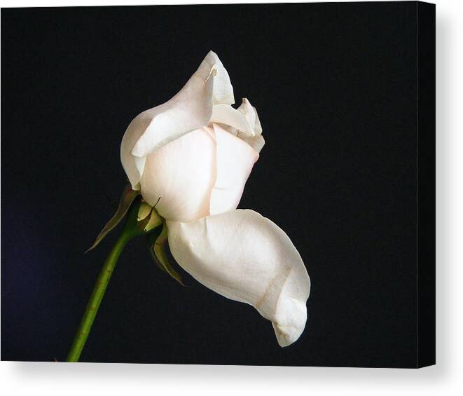 Rose Canvas Print featuring the photograph Solitary Rosebud by Margie Avellino