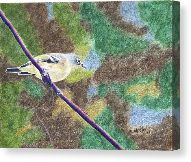 Birds Canvas Print featuring the painting Solitary vireo by Wade Clark