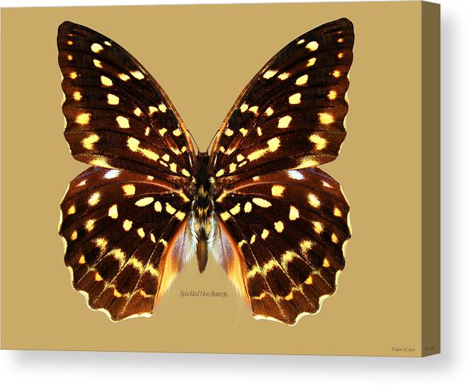 Speckled Hen Butterfly Canvas Print featuring the digital art Speckled Hen Butterfly by Walter Colvin