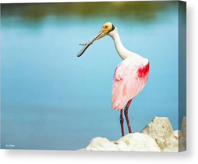 Roseate Canvas Print featuring the photograph Spoonbill Nesting by Fran Gallogly