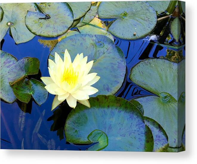 Lily Canvas Print featuring the photograph Spring Lily by Angela Annas