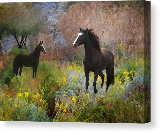 Black Horses Canvas Print featuring the photograph Spring Play by Melinda Hughes-Berland