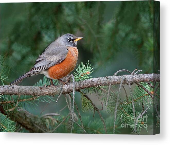 Robin In The Pine Tree Canvas Print featuring the photograph Springtime Robin by Bon and Jim Fillpot