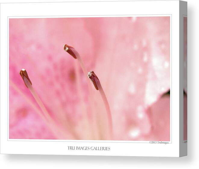 Abstract Canvas Print featuring the photograph Stamen #1 by TruImages Photography