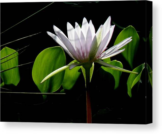 Water Lily Canvas Print featuring the photograph Standing Tall by Rosalie Scanlon