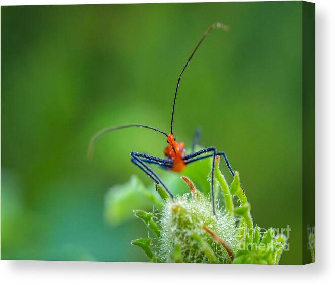 Bug Canvas Print featuring the photograph Straight in the Eye Look by Tom Claud