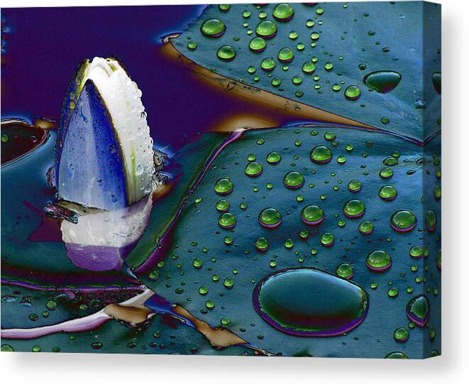 Lily Pad Canvas Print featuring the photograph Subdued Light and Daydreams by Char Szabo-Perricelli