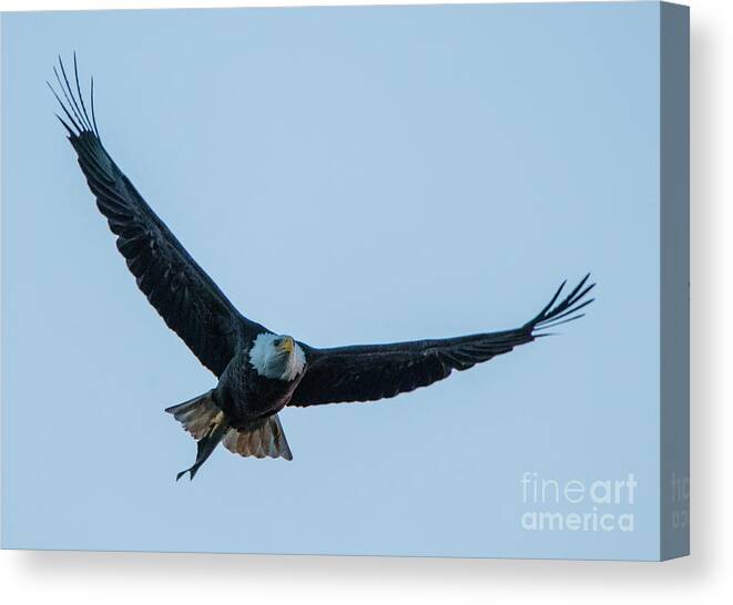 11 November 2016 Canvas Print featuring the photograph Successful Bald Eagle by Jeff at JSJ Photography