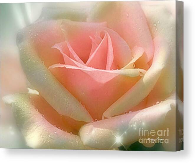 A Beautiful Pale Pink Rose With Cream Tips In The Sunlight. Canvas Print featuring the pyrography Sun Blush by Morag Bates