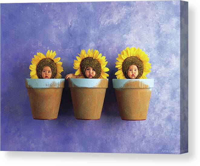 Sunflower Canvas Print featuring the photograph Sunflower Pots by Anne Geddes