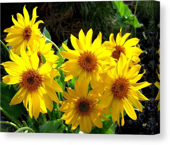 Wildflowers Canvas Print featuring the photograph Sunlit Wild Sunflowers by Will Borden