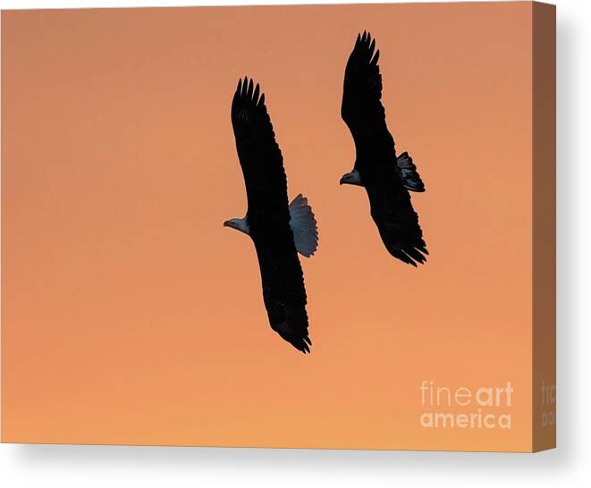 Bald Eagle Canvas Print featuring the photograph Sunrise Eagles by Art Cole