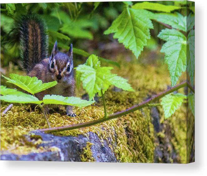 Animal Canvas Print featuring the photograph Surprised Chipmunk by Jonny D