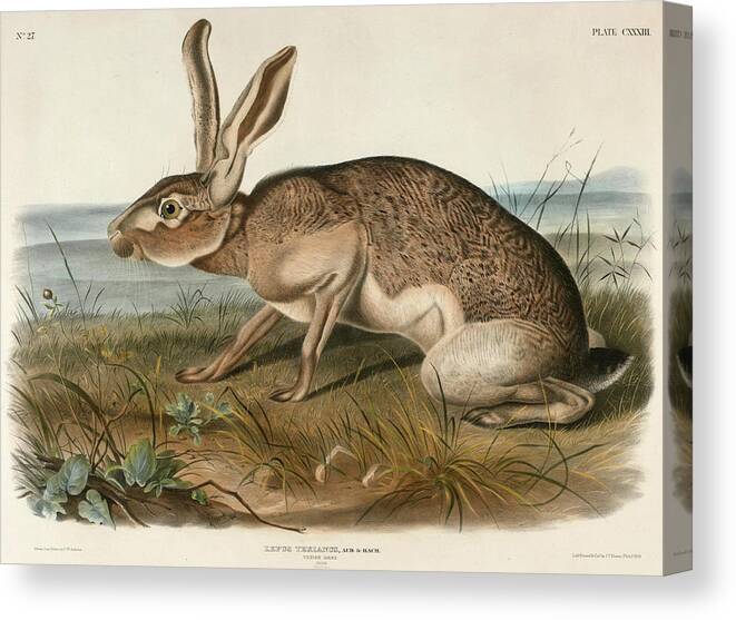 John Woodhouse Audubon Canvas Print featuring the drawing Texian Hare. Lepus Texianus by John Woodhouse Audubon