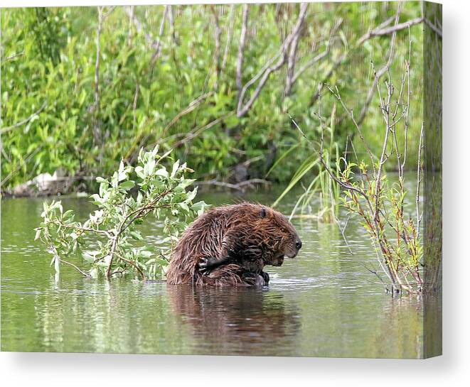 Beaver Canvas Print featuring the photograph That Feels So Good by Jean Clark