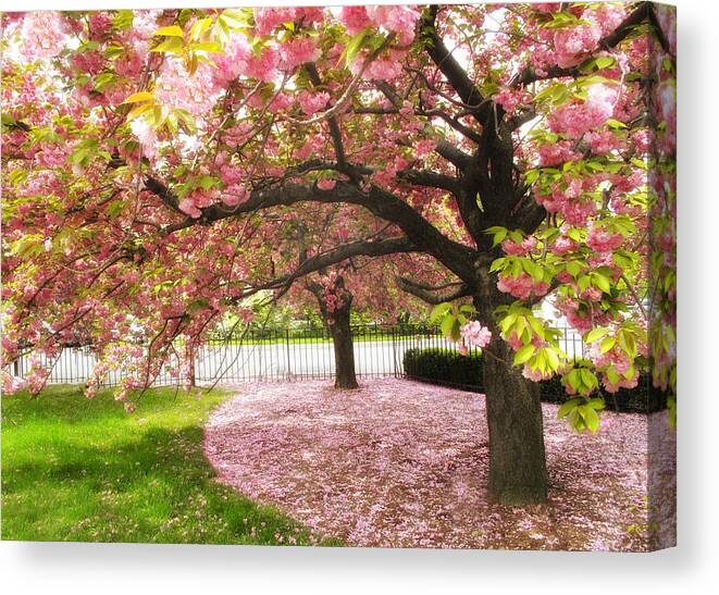 Spring Canvas Print featuring the photograph The Cherry Tree by Jessica Jenney