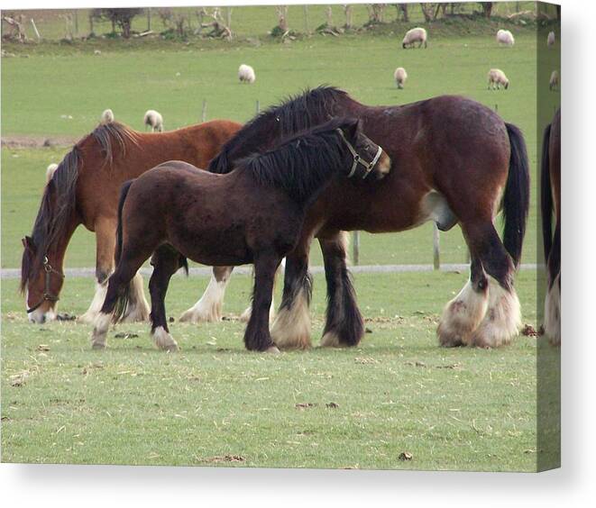 Horses Canvas Print featuring the photograph The family by Christopher Rowlands
