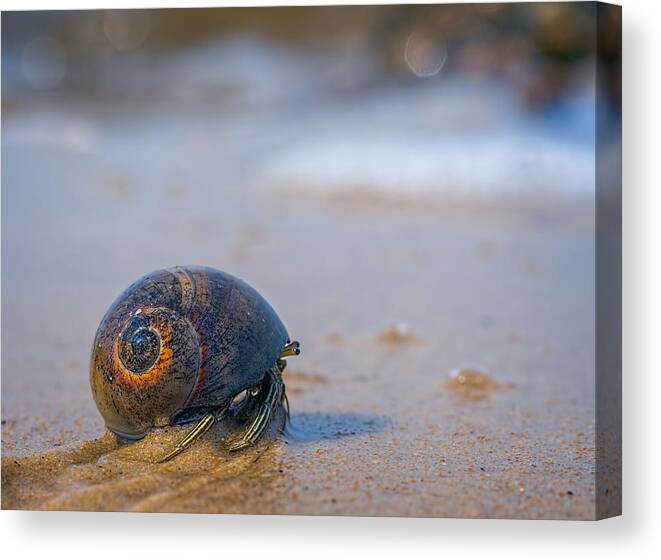 Crab Canvas Print featuring the photograph The Journey Ahead by Brad Boland
