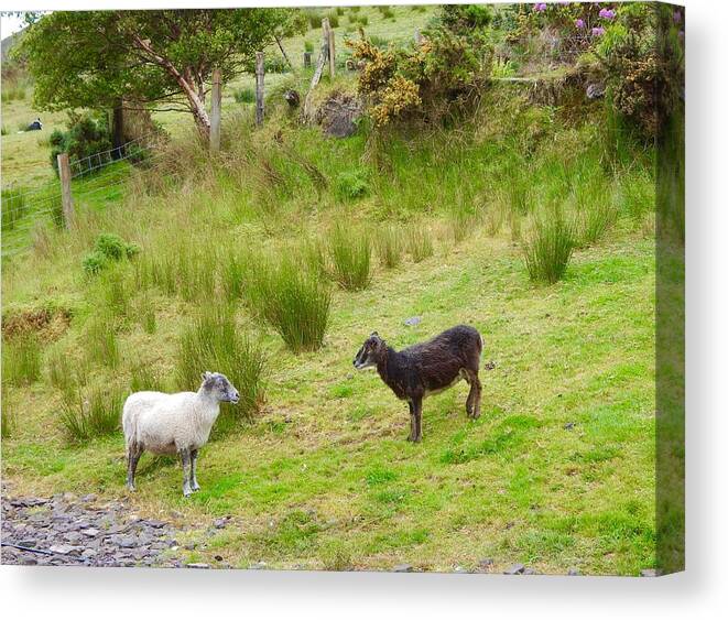 Sheep Canvas Print featuring the photograph The sheep meeting by Sue Morris
