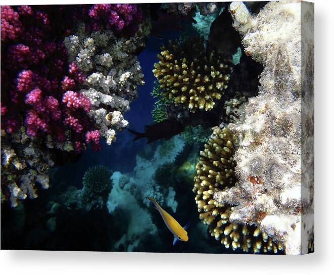 Sea Canvas Print featuring the photograph The Mysterious Red Sea by Johanna Hurmerinta