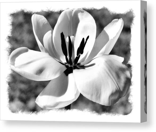 Black And White Canvas Print featuring the photograph The Notecard by Karen Scovill