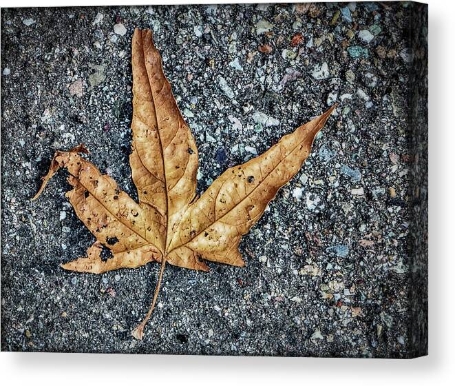 Leaves Canvas Print featuring the photograph The Simplest Things by Elaine Malott