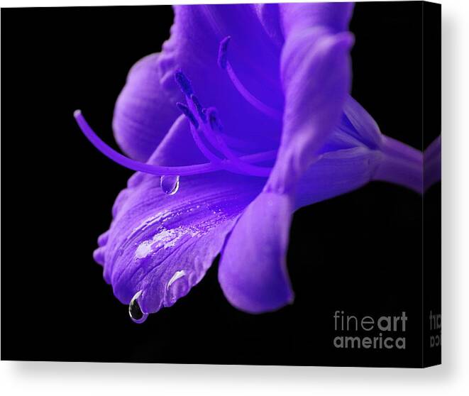 Daylily Canvas Print featuring the photograph Thirst For Life by Krissy Katsimbras