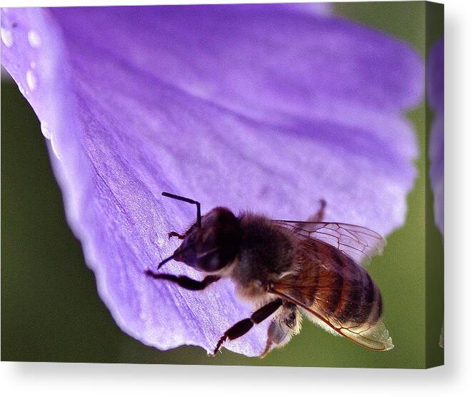 Bee Canvas Print featuring the photograph Thirsty Bee by Kami McKeon
