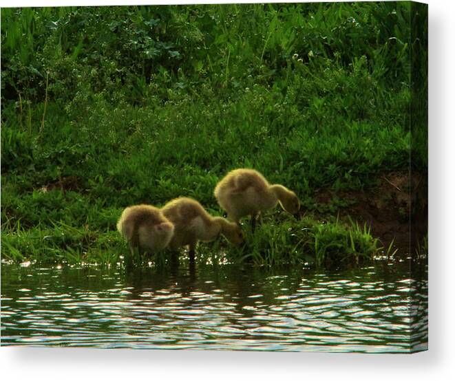 Goslings Canvas Print featuring the photograph Three Gosling shore side by Jeff Swan