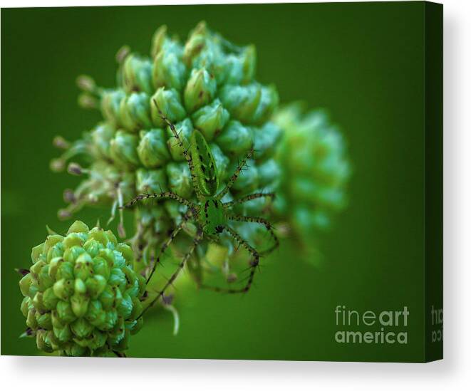 Arachnid Canvas Print featuring the photograph Tiny Green Spider by Tom Claud