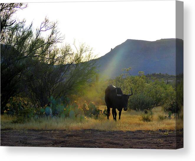 Steer Canvas Print featuring the photograph Trail Boss by Gordon Beck