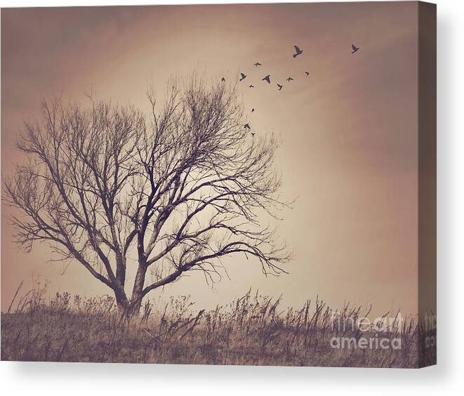 Tree Canvas Print featuring the photograph Tree by Juli Scalzi