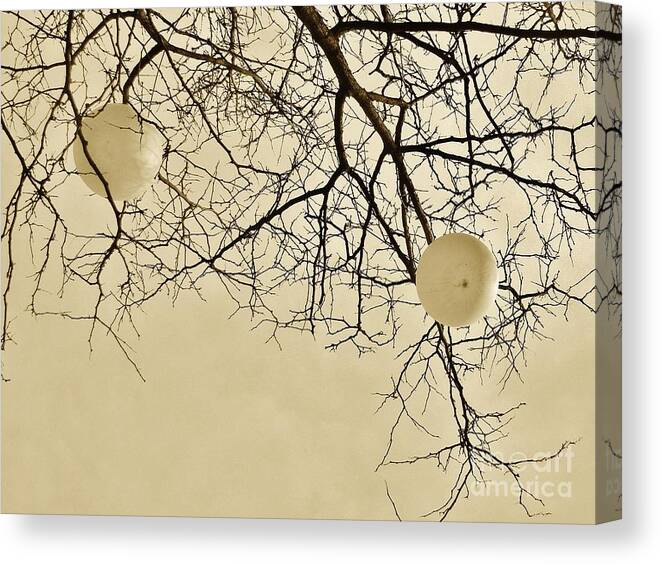 Design Canvas Print featuring the photograph Tree Orbs by Reb Frost