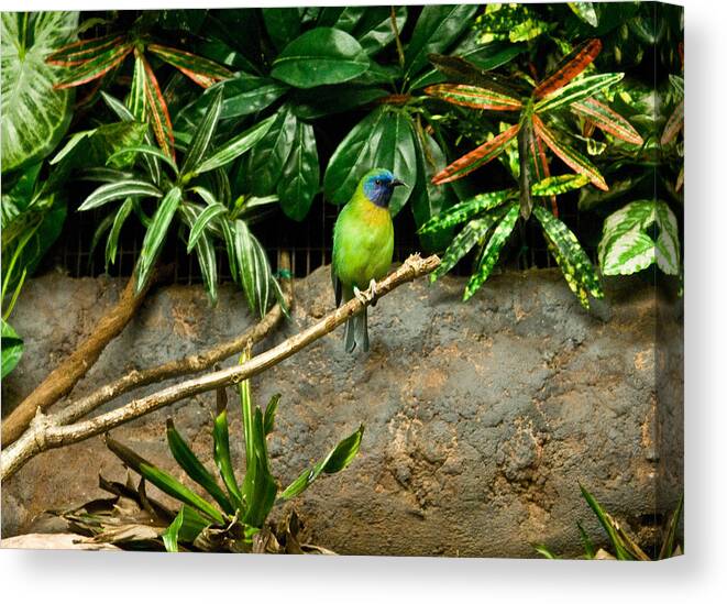 Tropical Canvas Print featuring the photograph Tropical Bird 3 by Douglas Barnett
