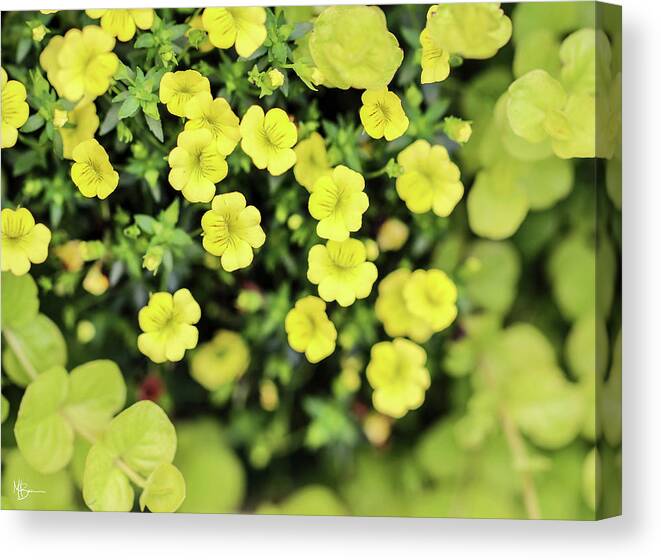 Floral Canvas Print featuring the photograph Tucked Among Greenery by Mary Anne Delgado