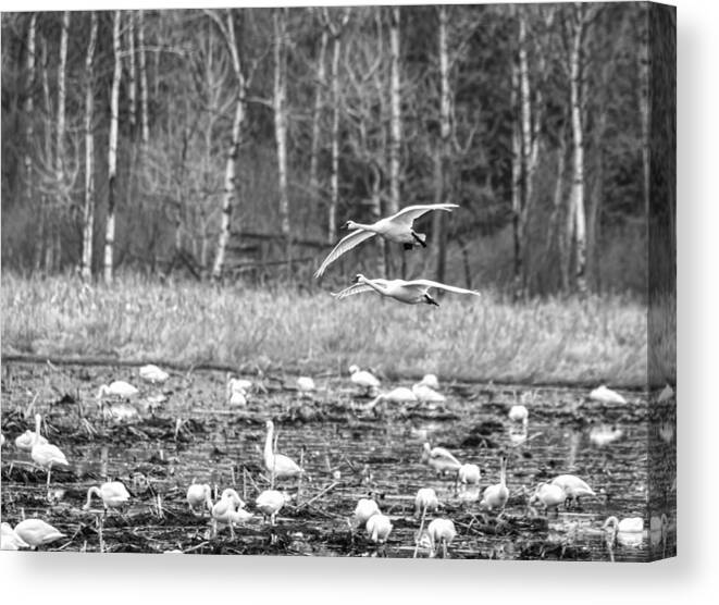 Tundra Swans (cygnus Columbianus) Canvas Print featuring the photograph Tundra Swans 2016-1 by Thomas Young