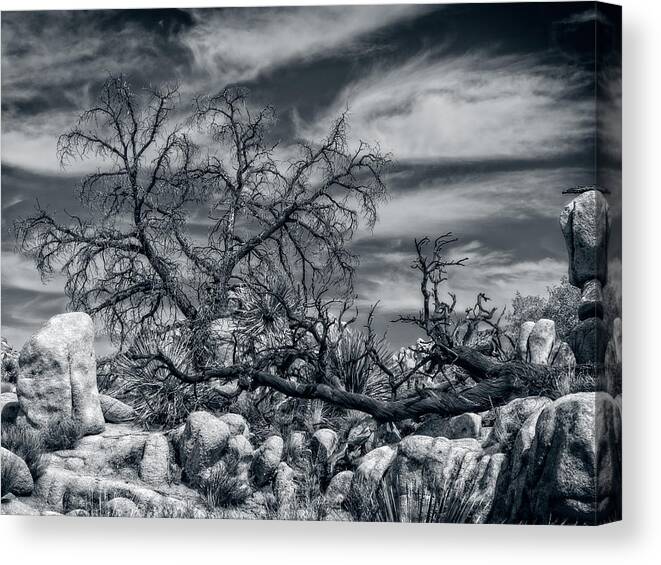 California Canvas Print featuring the photograph Twisted Branches by Sandra Selle Rodriguez