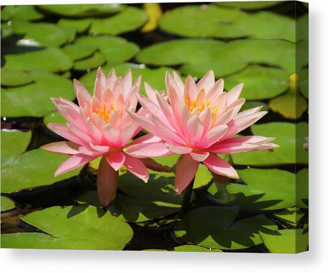 LOTUS FLOWER LILY PAD PINK MOUNT Picture Canvas art Prints