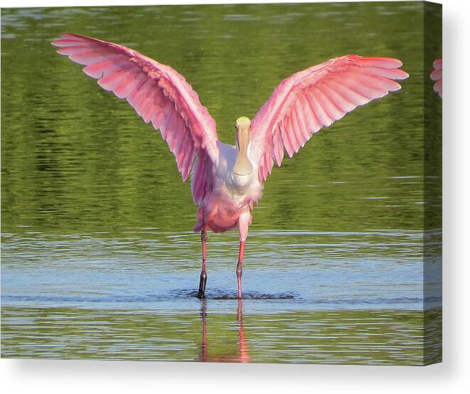 Spoonbill Canvas Print featuring the photograph Up, Up and Away Sanibel Spoonbill by Melinda Saminski